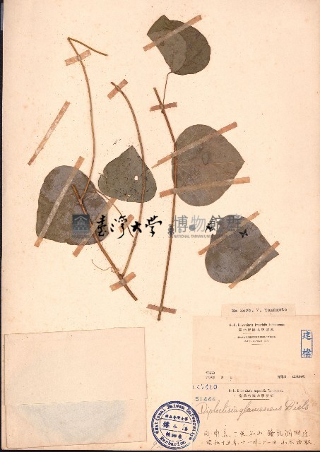 蒼白秤鉤風藏品圖，第1張