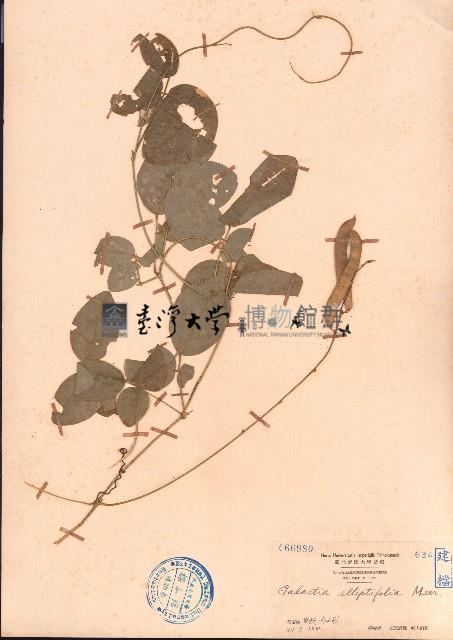 田代氏乳豆藏品圖，第1張