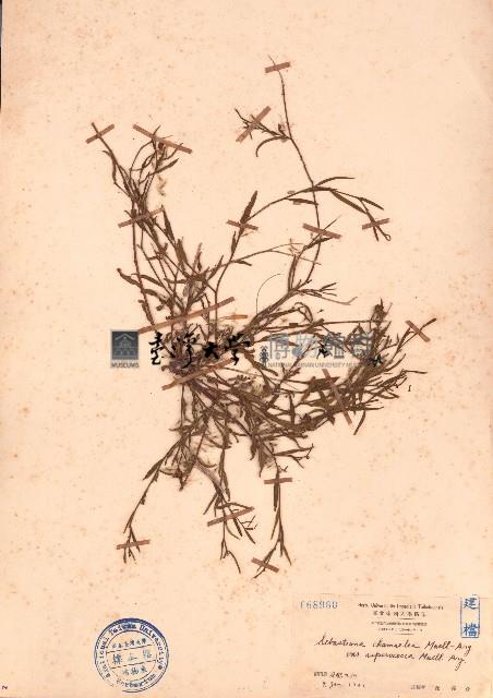 地楊桃藏品圖，第1張