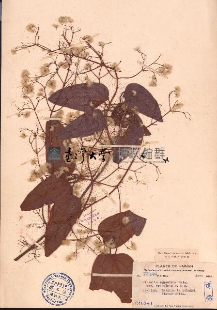 麥氏鐵線蓮藏品圖，第1張