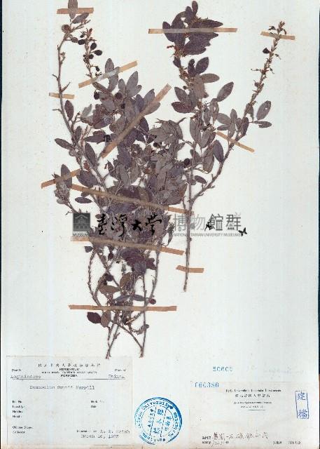 單節假木豆、小葉山木豆藏品圖，第1張