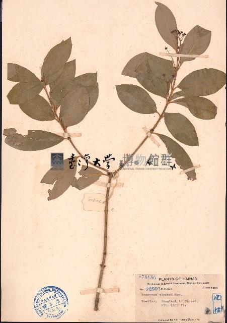 流蘇衛矛藏品圖，第1張