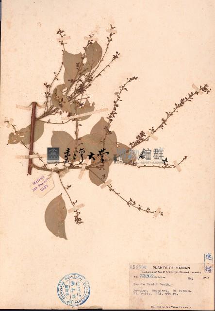 中南魚藤、霍氏魚藤藏品圖，第1張