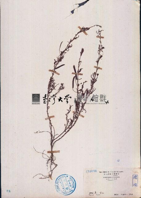 假含羞草藏品圖，第1張