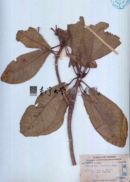 長芒杜英藏品圖，第1張