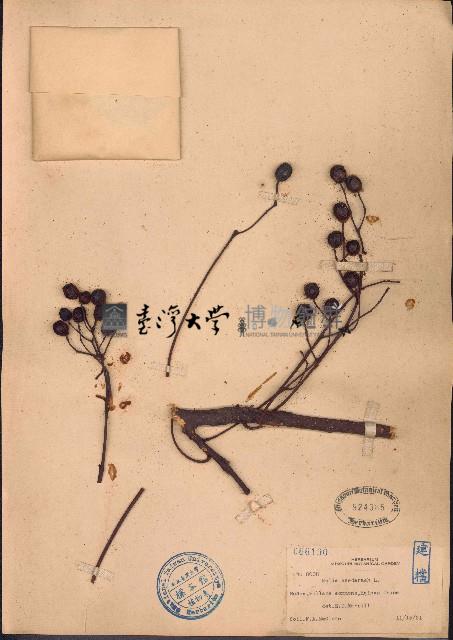 楝藏品圖，第1張