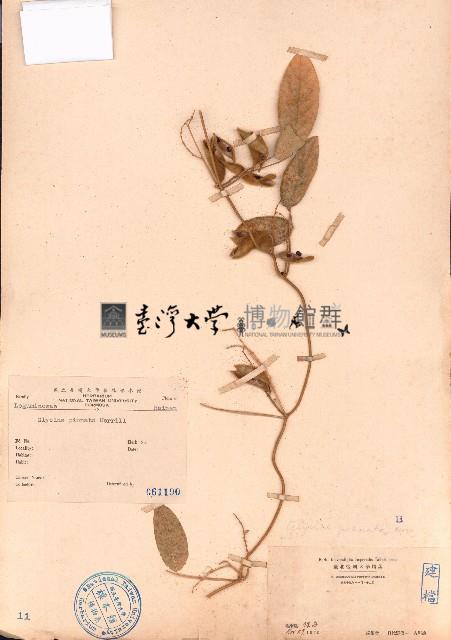 羽葉擬大豆藏品圖，第1張