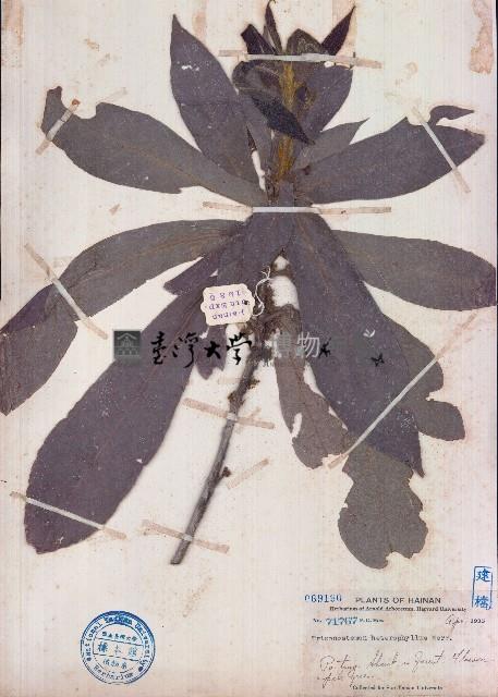 異葉三寶木藏品圖，第1張