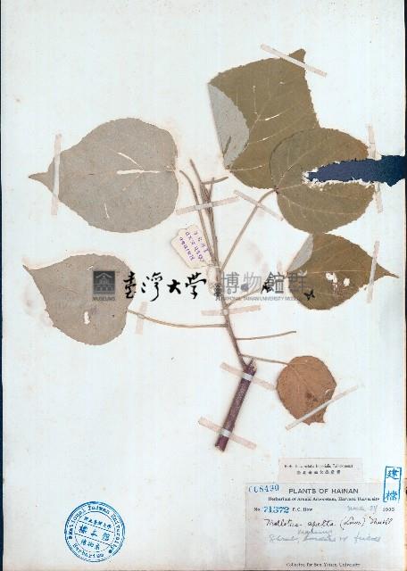 白背葉藏品圖，第1張