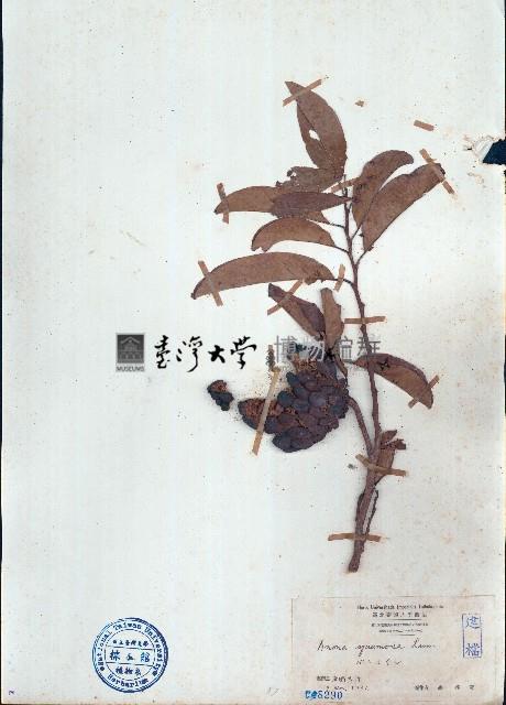 番荔枝藏品圖，第1張