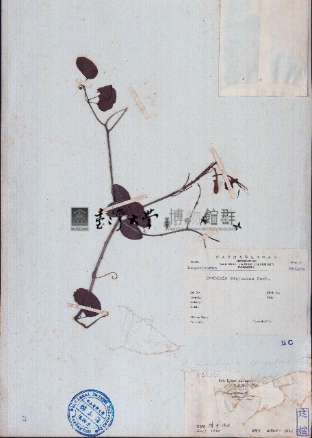長序首冠藤藏品圖，第1張