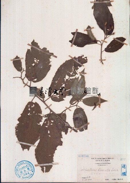 雁婆麻藏品圖，第1張
