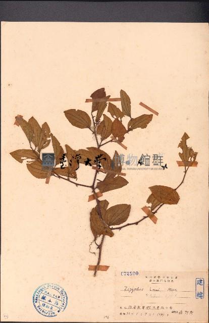 球棗藏品圖，第1張