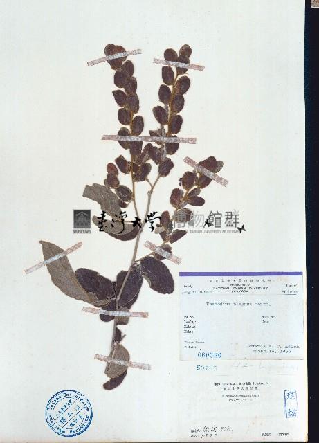 毛排錢樹、鱗狸鱗藏品圖，第1張