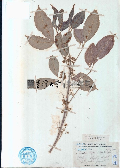 三腳虌藏品圖，第1張