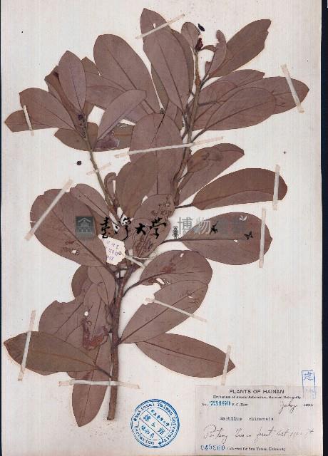 華潤楠、楨楠藏品圖，第1張