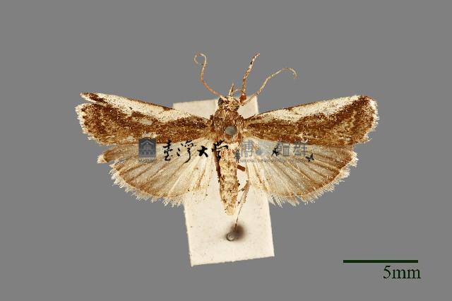 螟蛾藏品圖，第1張