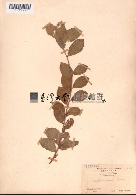 鳩桑藏品圖，第1張