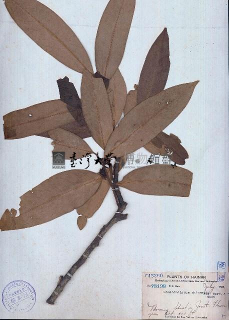 哥納香藏品圖，第1張