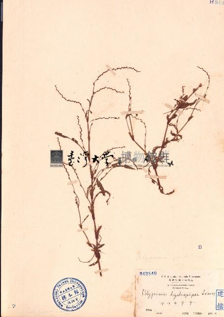 水蓼藏品圖，第1張