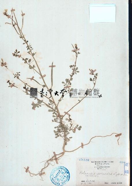 向天黃藏品圖，第1張