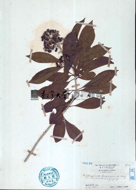 臺灣海桐藏品圖，第1張