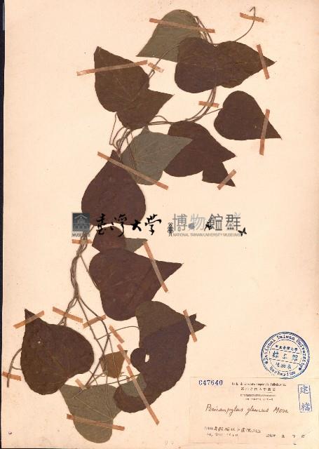 細圓藤藏品圖，第1張