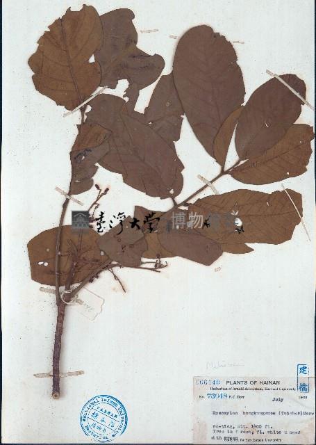 紅果椌木藏品圖，第1張