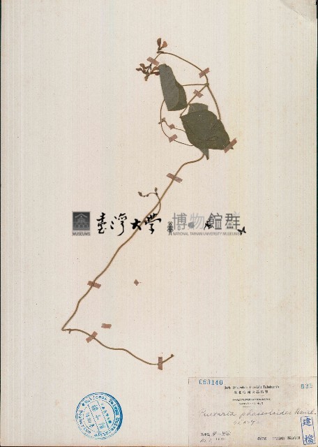 假菜豆藏品圖，第1張