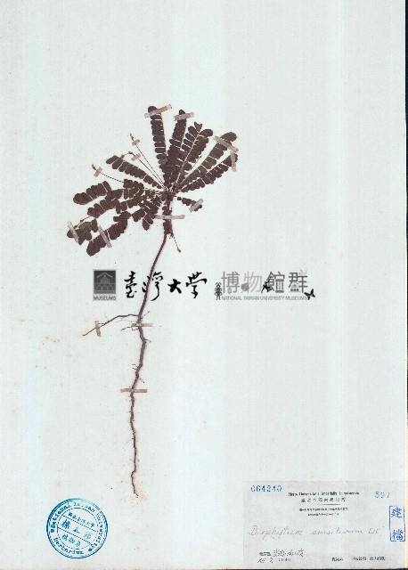 羞禮花藏品圖，第1張