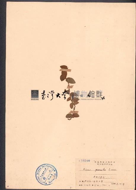 薜荔藏品圖，第1張