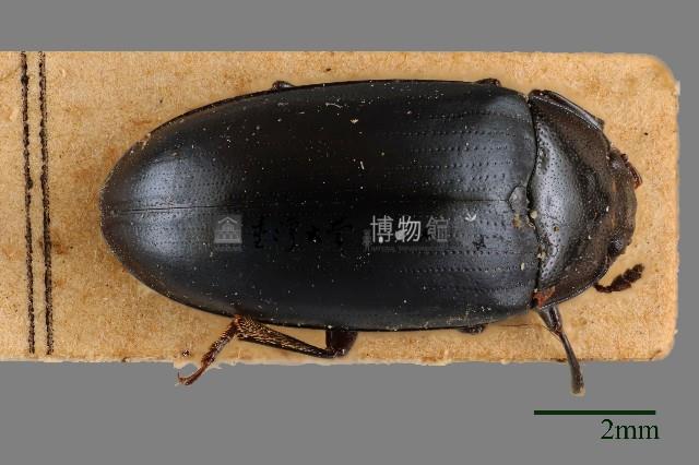 大蕈蟲藏品圖，第1張