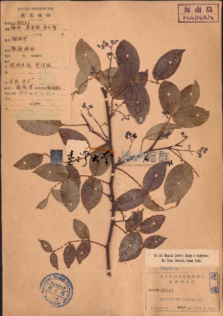 雙面刺藏品圖，第1張