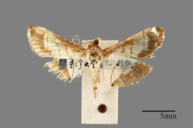 螟蛾藏品圖，第1張