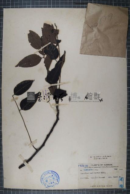 南酸棗藏品圖，第1張