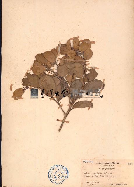 鐵靈花藏品圖，第1張