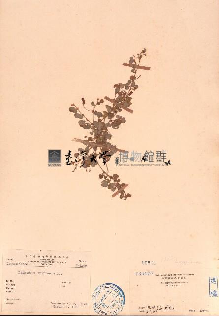 葫蘆茶藏品圖，第1張