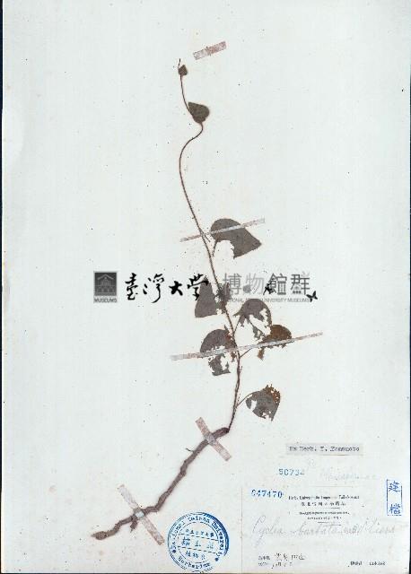 毛葉輪環藤藏品圖，第1張