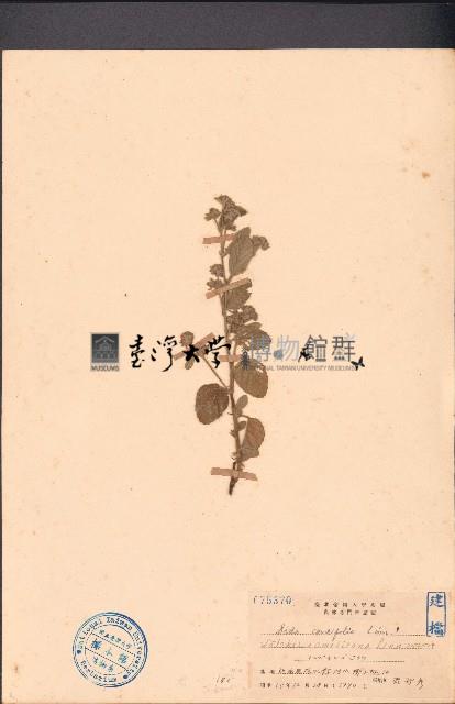 草梧桐藏品圖，第1張
