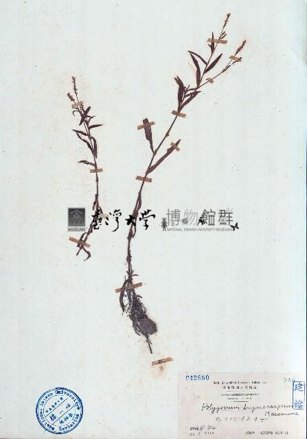 細葉蓼藏品圖，第1張