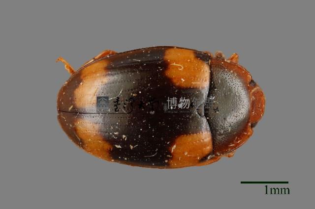 花甲藏品圖，第1張