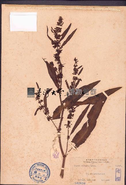 皺葉酸模藏品圖，第1張