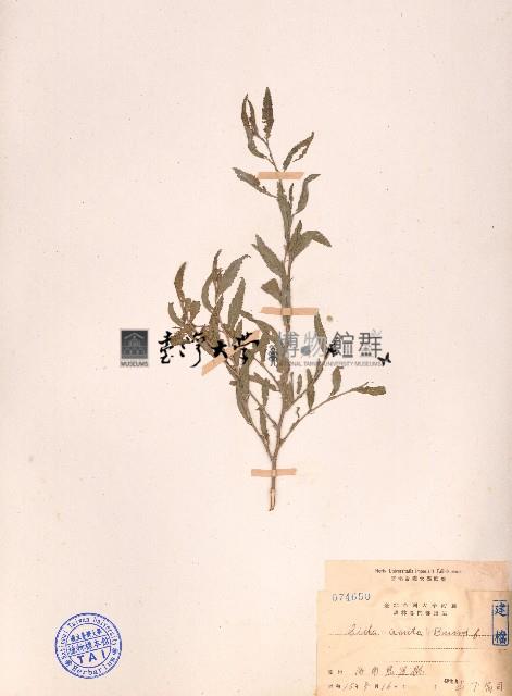 細葉金午時花藏品圖，第1張