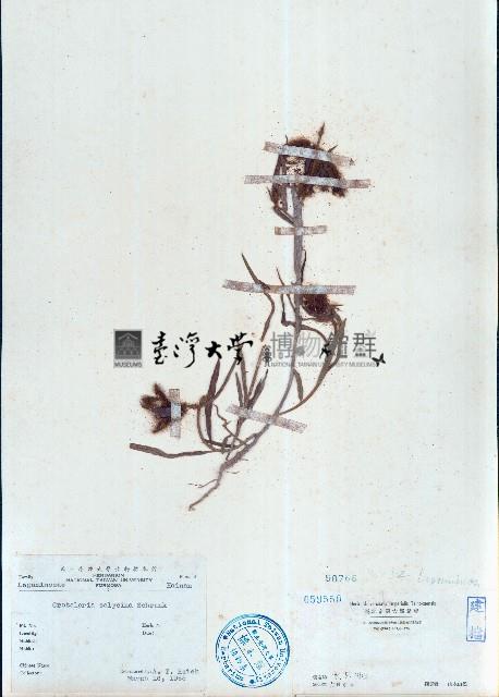 長萼野百合藏品圖，第1張