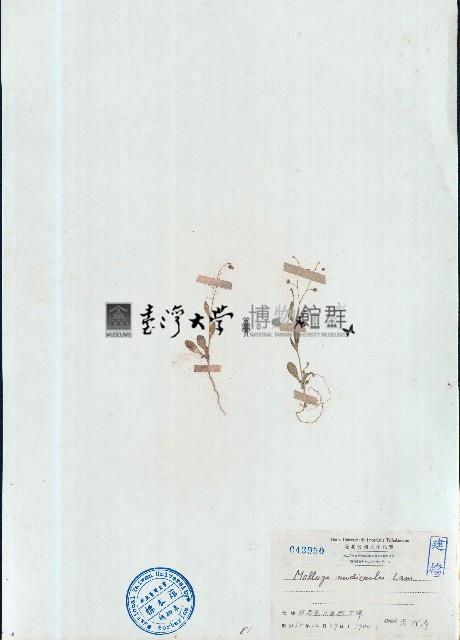 長梗星栗草、簇花粟米草藏品圖，第1張