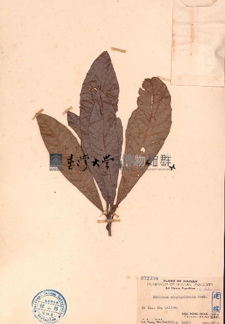 單葉泡花樹藏品圖，第1張