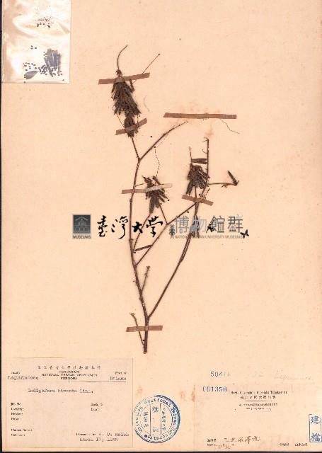 毛木藍藏品圖，第1張