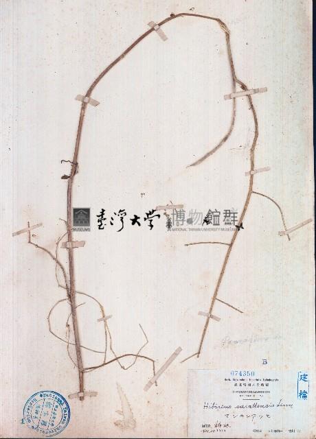 刺芙蓉藏品圖，第1張