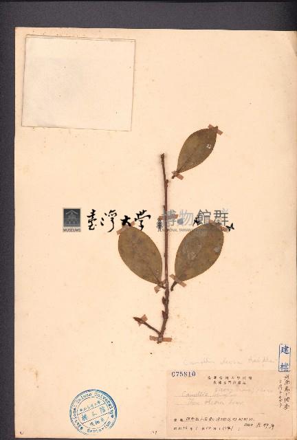 油茶藏品圖，第1張