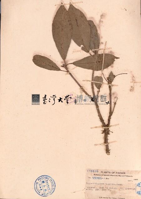 短柄本勒木藏品圖，第1張